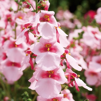 Diascia 'Pink' US. PPAF & Can. PBRAF