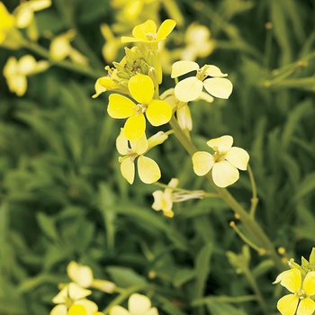 Erysimum 'Lemon Zest'