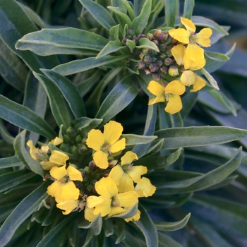 Erysimum 'Gold' US. PPAF