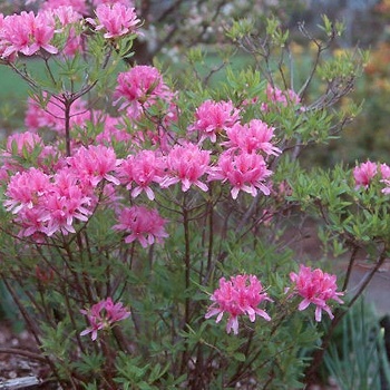 Rhododendron Northern Lights hybrid 'Orchid Lights' 