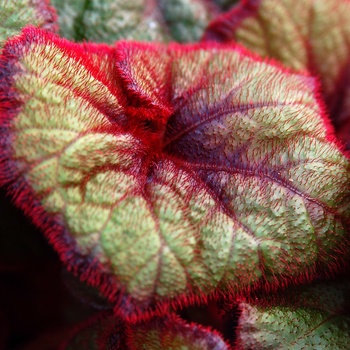 Begonia 'Curly Fireflush'