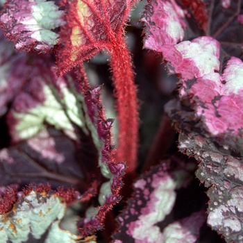 Begonia rex-cultorum 'Fireworks' (013713)