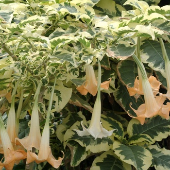 Brugmansia x cubensis 'Snowbank'