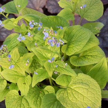 Brunnera macrophylla 'Diane's Gold' (013734)
