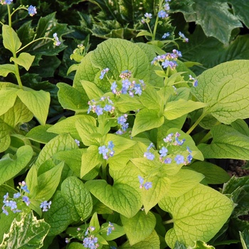 Brunnera macrophylla 'Diane's Gold' 