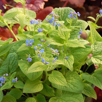 Brunnera macrophylla 'Diane's Gold'