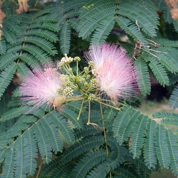 Albizia julibrissin