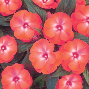 Impatiens hawkeri 'Dark Salmon Glow' US. 16,194 & Can. 2282