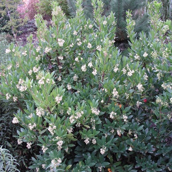 Arbutus unedo 'Compacta' 