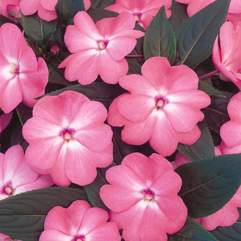 Impatiens hawkeri 'Light Salmon' US. 16,142 & Can. 2283