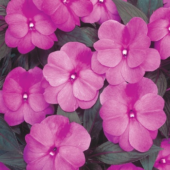 Impatiens hawkeri 'Lilac' US. 16,136 & Can. 2285