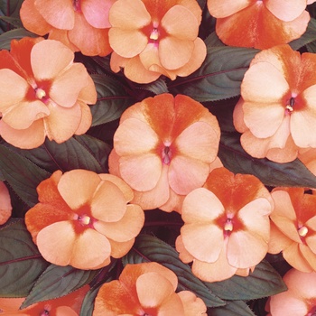 Impatiens hawkeri Infinity® 'Orange Frost'