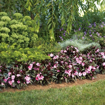 Impatiens hawkeri 'Pink Frost' US. 16,262 & Can. 2289