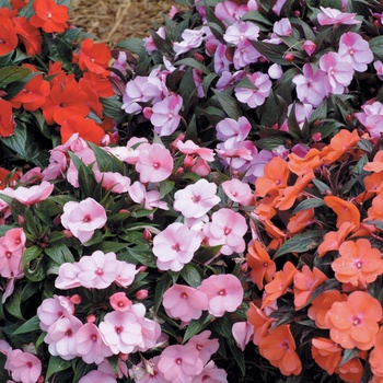 Impatiens hawkeri Infinity® 'Pink Kiss'