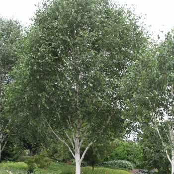 Betula utilis var. jacquemontii