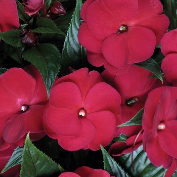 Impatiens hawkeri 'Crimson' 