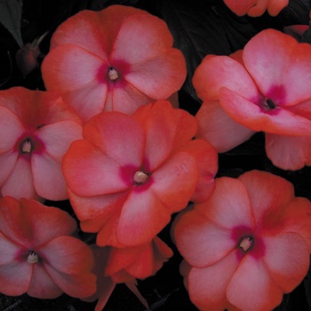 Impatiens hawkeri Infinity® 'Orange Picotee'