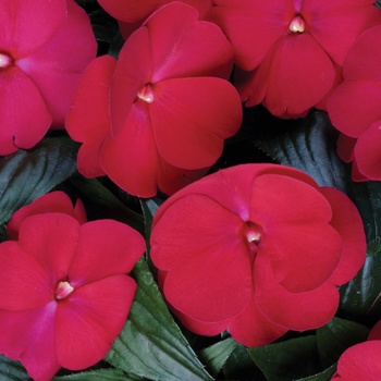 Impatiens hawkeri Infinity® 'Ruby Flash'