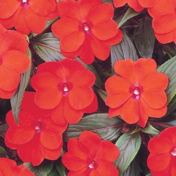 Impatiens hawkeri 'Scarlet' US. 16,109 & Can. 2294