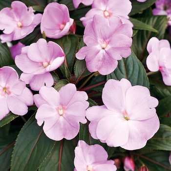 Impatiens hawkeri 'Lavender' PPAF