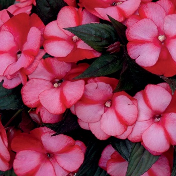 Impatiens hawkeri Infinity® 'Blushing Crimson'