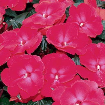 Impatiens hawkeri Infinity® 'Cherry Red'