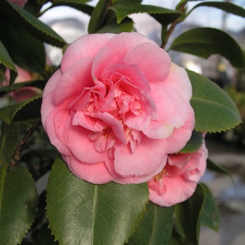Camellia japonica 'Debutante' 