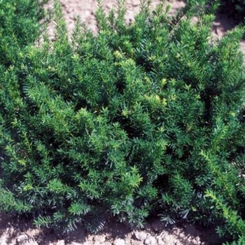 Taxus x media 'Berryhill' 