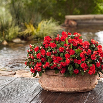 Impatiens walleriana 'Dark Orange' US. 13,643 & Can. 1519