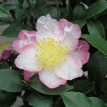 Camellia sasanqua 'Hana Jiman' 