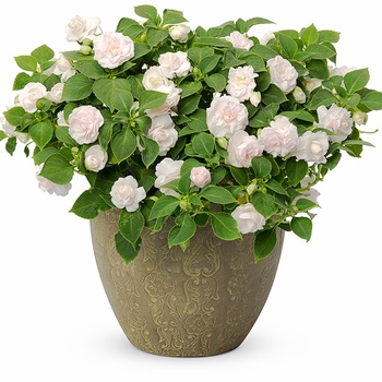 Impatiens walleriana Fiesta Bonita™ 'White' (013838)