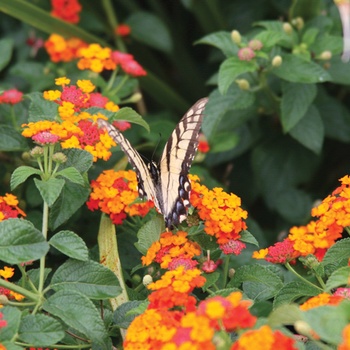 Lantana camara 'Citrus Blend'