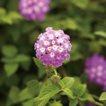 Lantana camara 'Grape' 