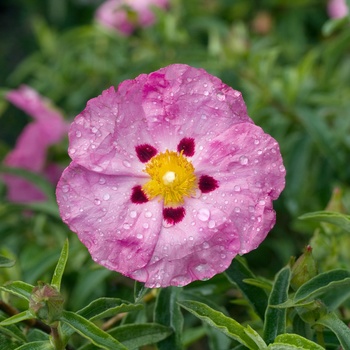 Cistus x purpureus