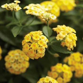 Lantana camara Luscious® 'Lemonade'