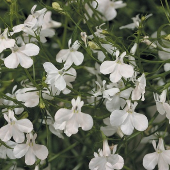 Lobelia erinus Laguna® White