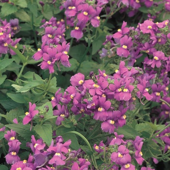 Nemesia fruticans Safari® 'Violet Rose'