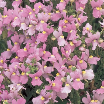 Nemesia fruticans 'Compact Pink Innocence'