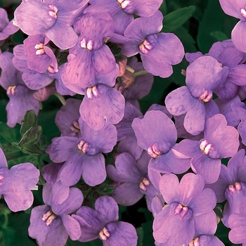 Nemesia fruticans 'Blue Lagoon' PP14,261 & Can. 1305