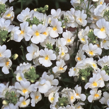 Nemesia fruticans 'Compact Innocence'