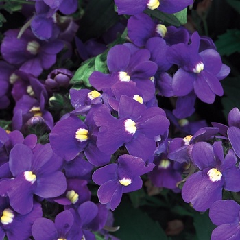 Nemesia fruticans 'Plum' US. 15,972 & Can. 1941