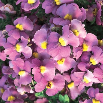 Nemesia fruticans 'Pink' US. 14,660 & Can. 1939