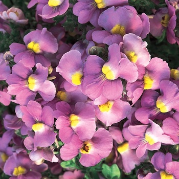 Nemesia fruticans Safari® 'Pink'