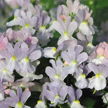 Nemesia fruticans 'Fleurame' PP17,035 & Can. PBRAF