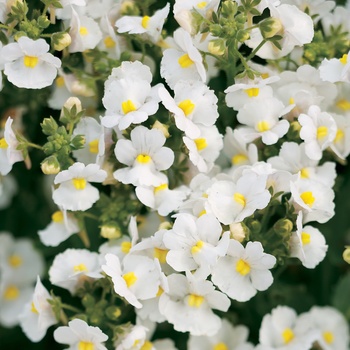 Nemesia fruticans 'White'