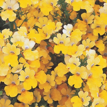 Nemesia Sunsatia® 'Lemon'