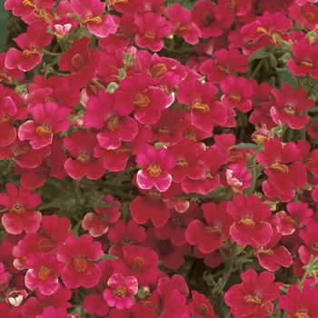 Nemesia Sunsatia® 'Cranberry'