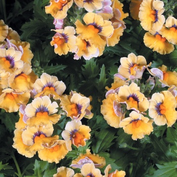 Nemesia Sunsatia® 'Mango'