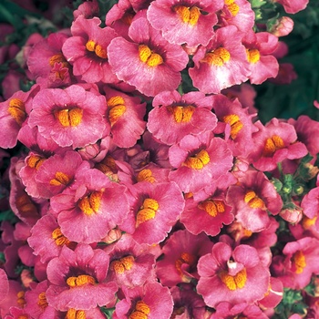 Nemesia 'Raspberry' US. 17,978 & Can. 2883