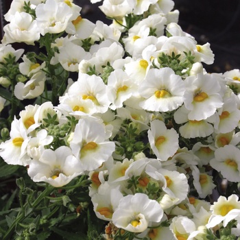 Nemesia Sunsatia® 'Pear'